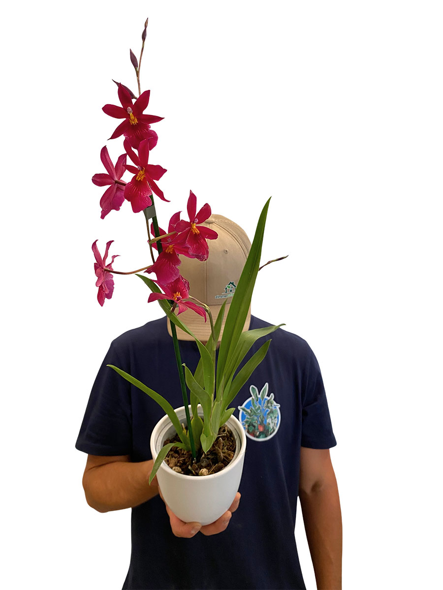 Orchidee Nelly Isler Red Velvet im Keramiktopf