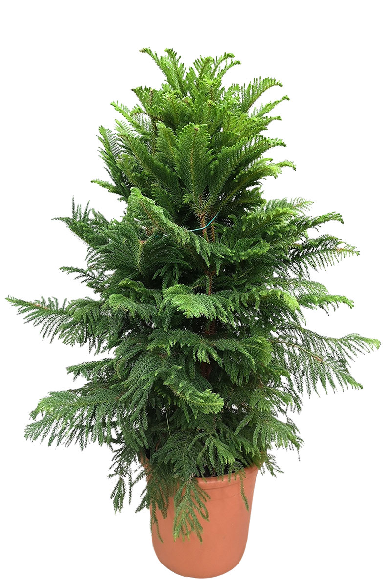 Zimmertanne Araucaria heterophylla - Schwer