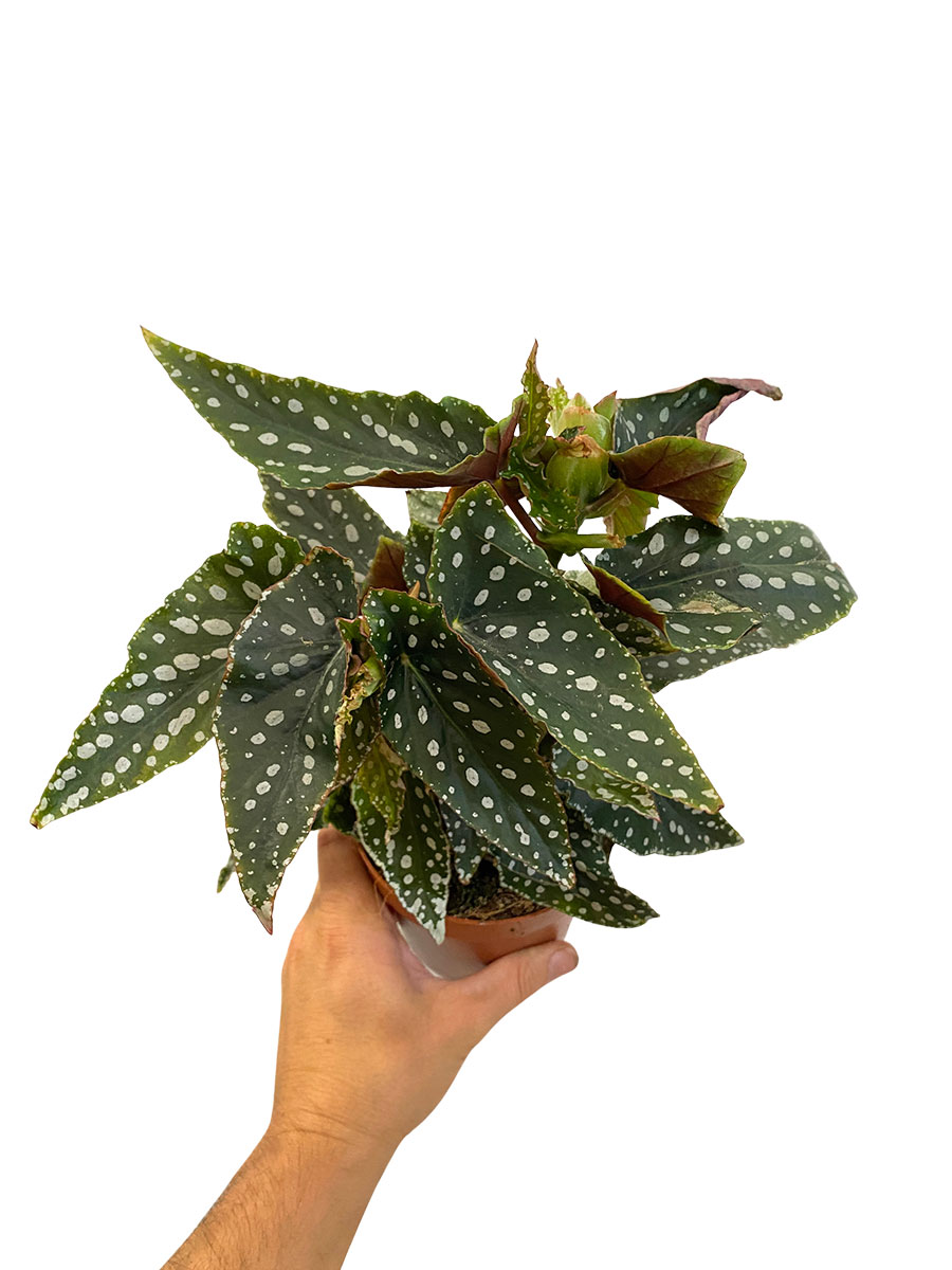 Begonia Maculata