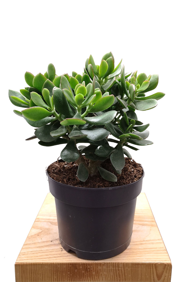 Geldbaum Crassula ovata Magic