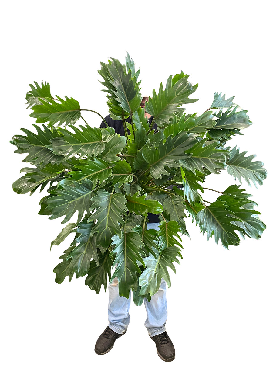 Philodendron Xanadu