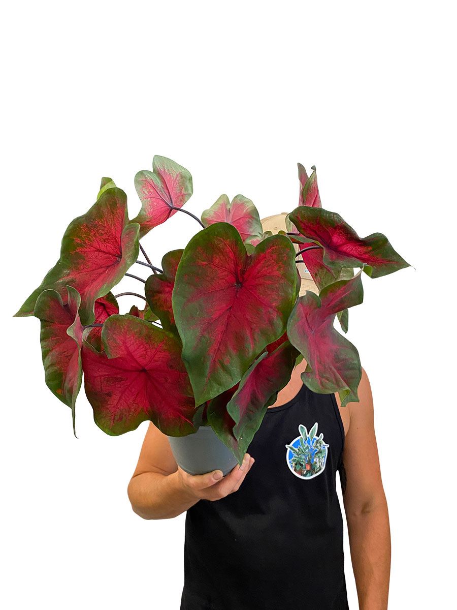 Caladium Rot