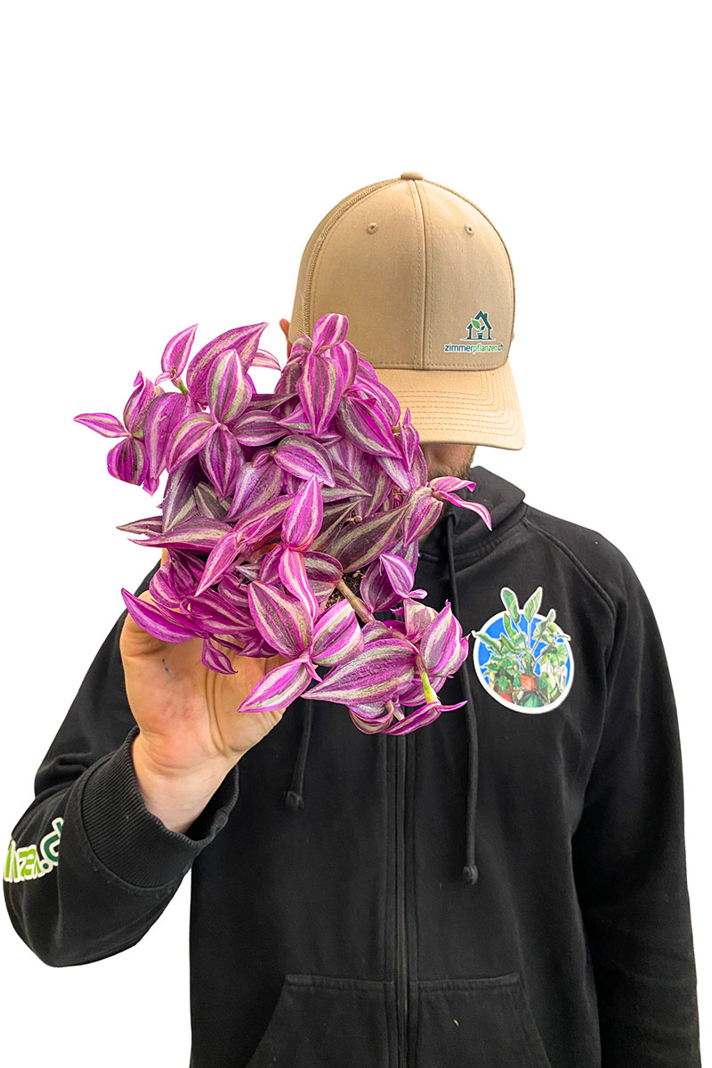 Tradescantia Zebrina Rosa Paradise