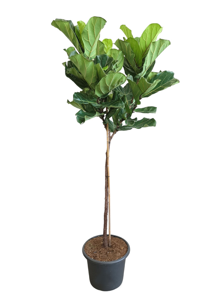 Geigenfeige Ficus lyrata Stamm - Gross