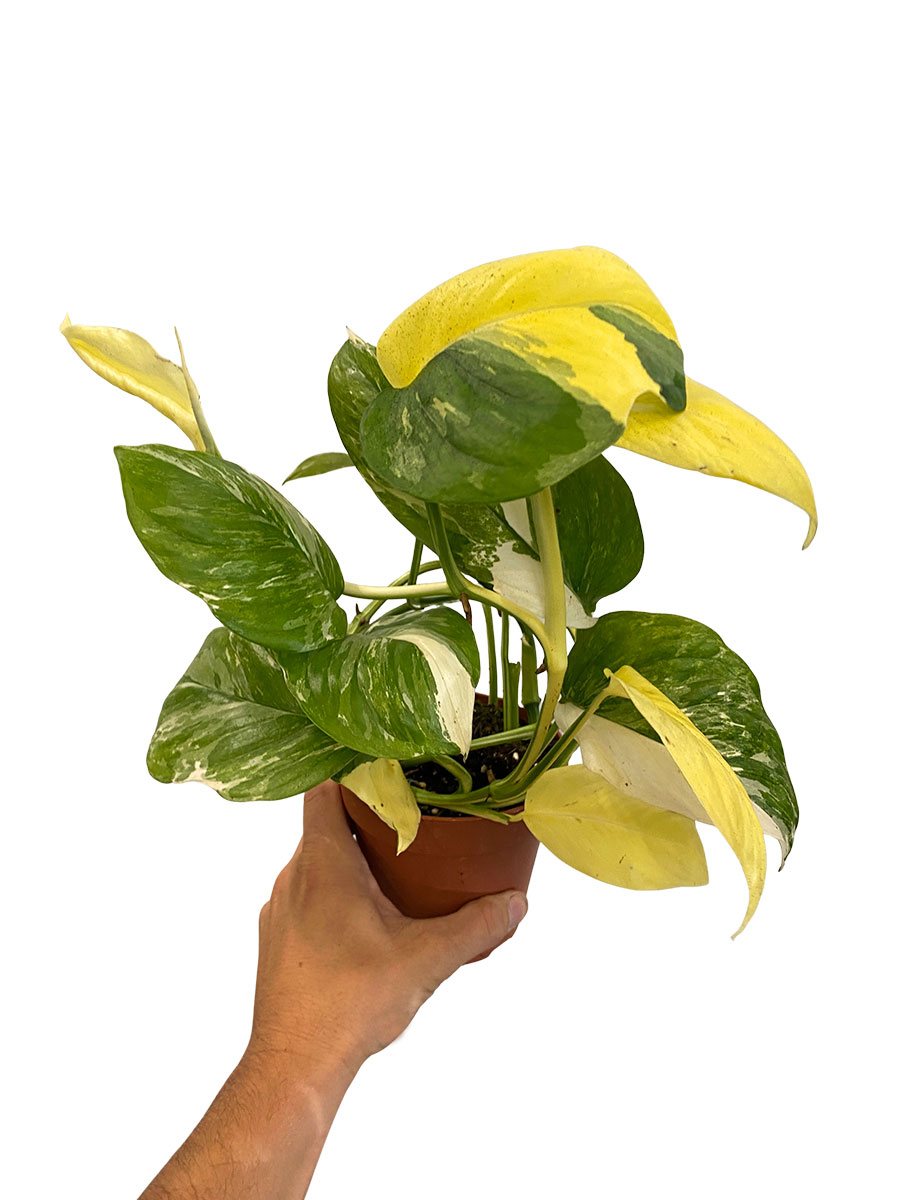 Rhapidophora Indo. Variegata