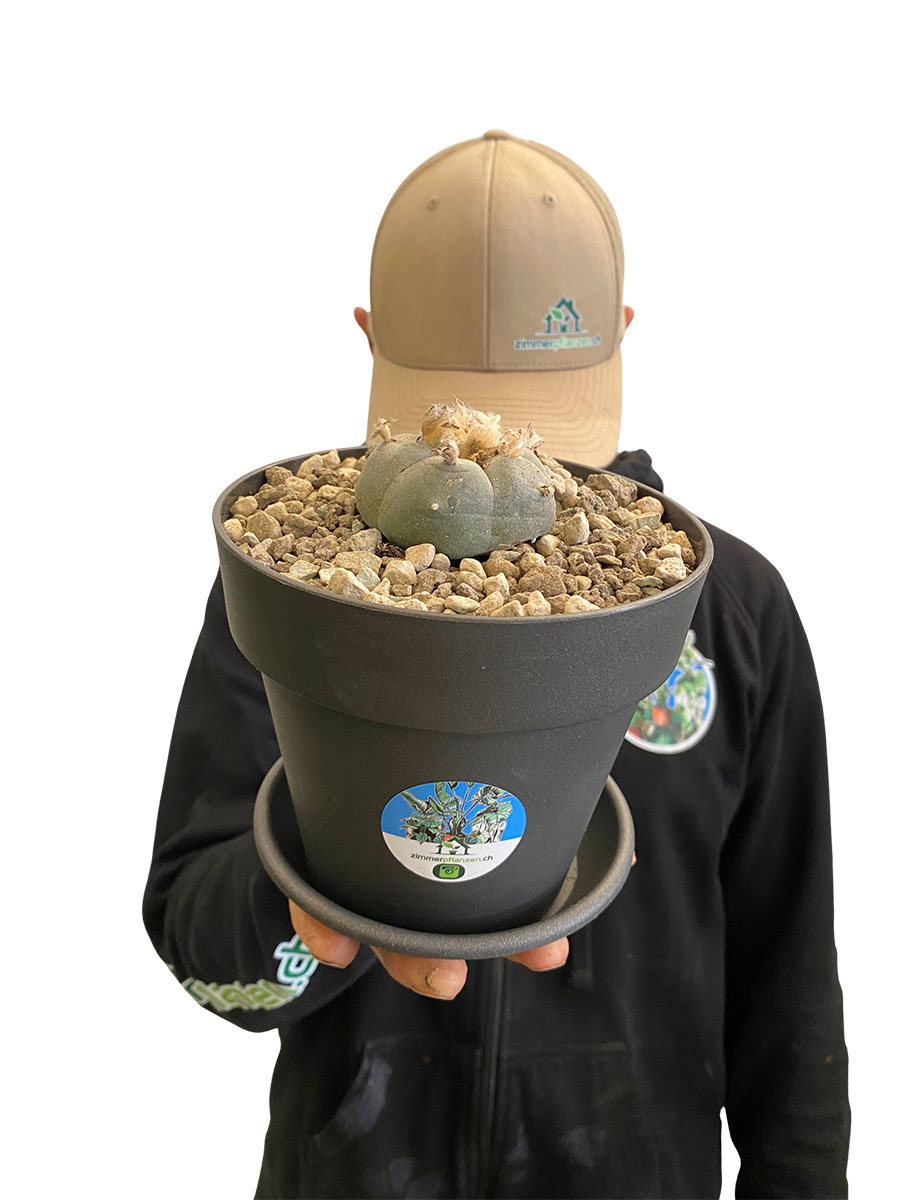 Peyote Lophophora Williamsii