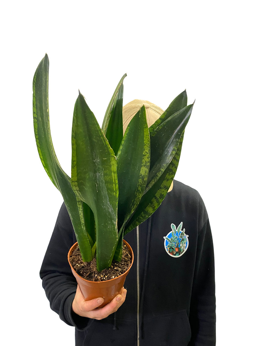 Sansevieria Silver Flame