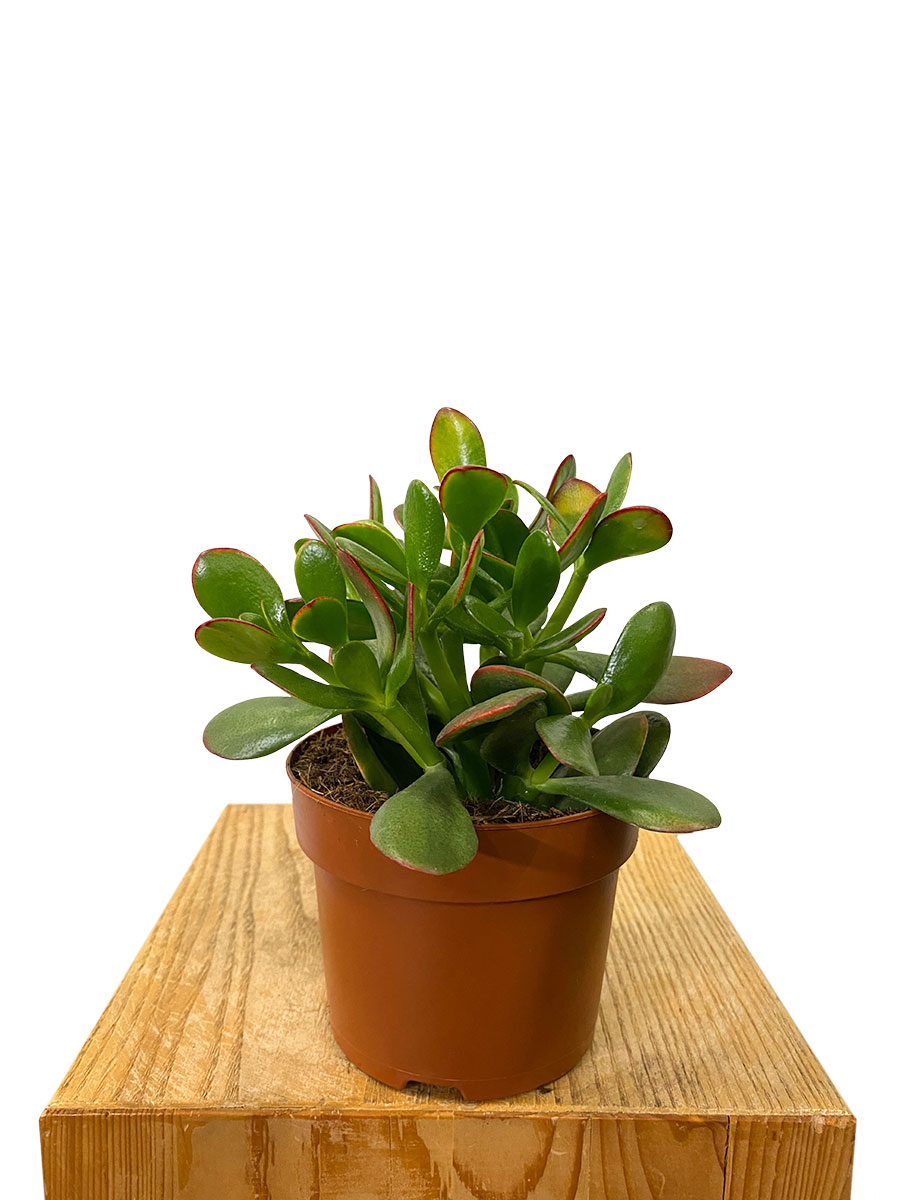 Geldbaum Crassula Ovata Sunset