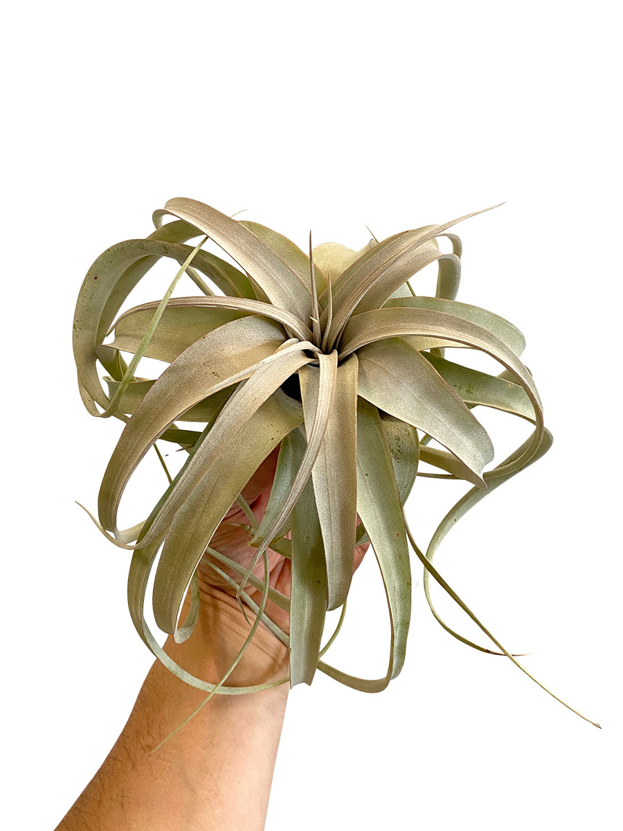 Tillandsia Xerographica