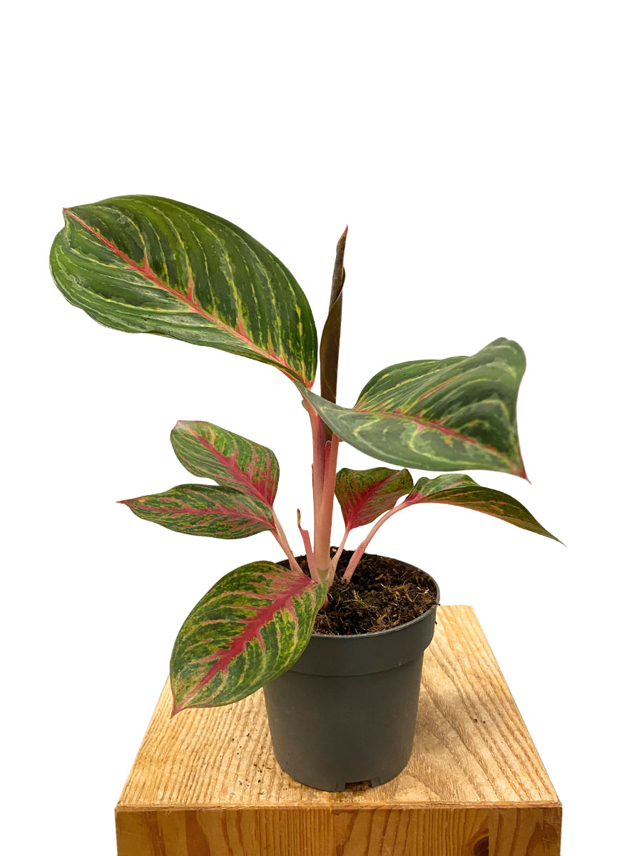 Aglaonema Olive Red