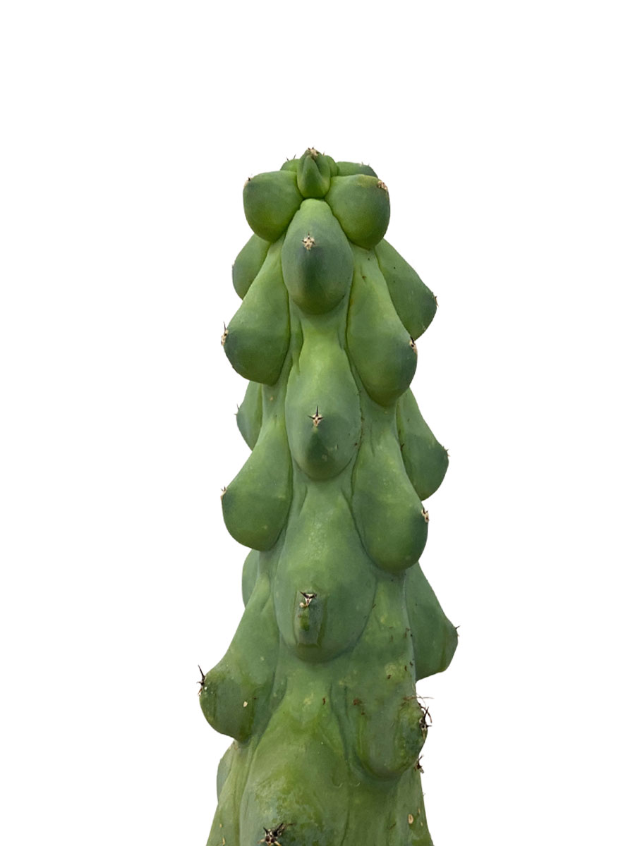 Myrtillocactus Geometrizans Boobie