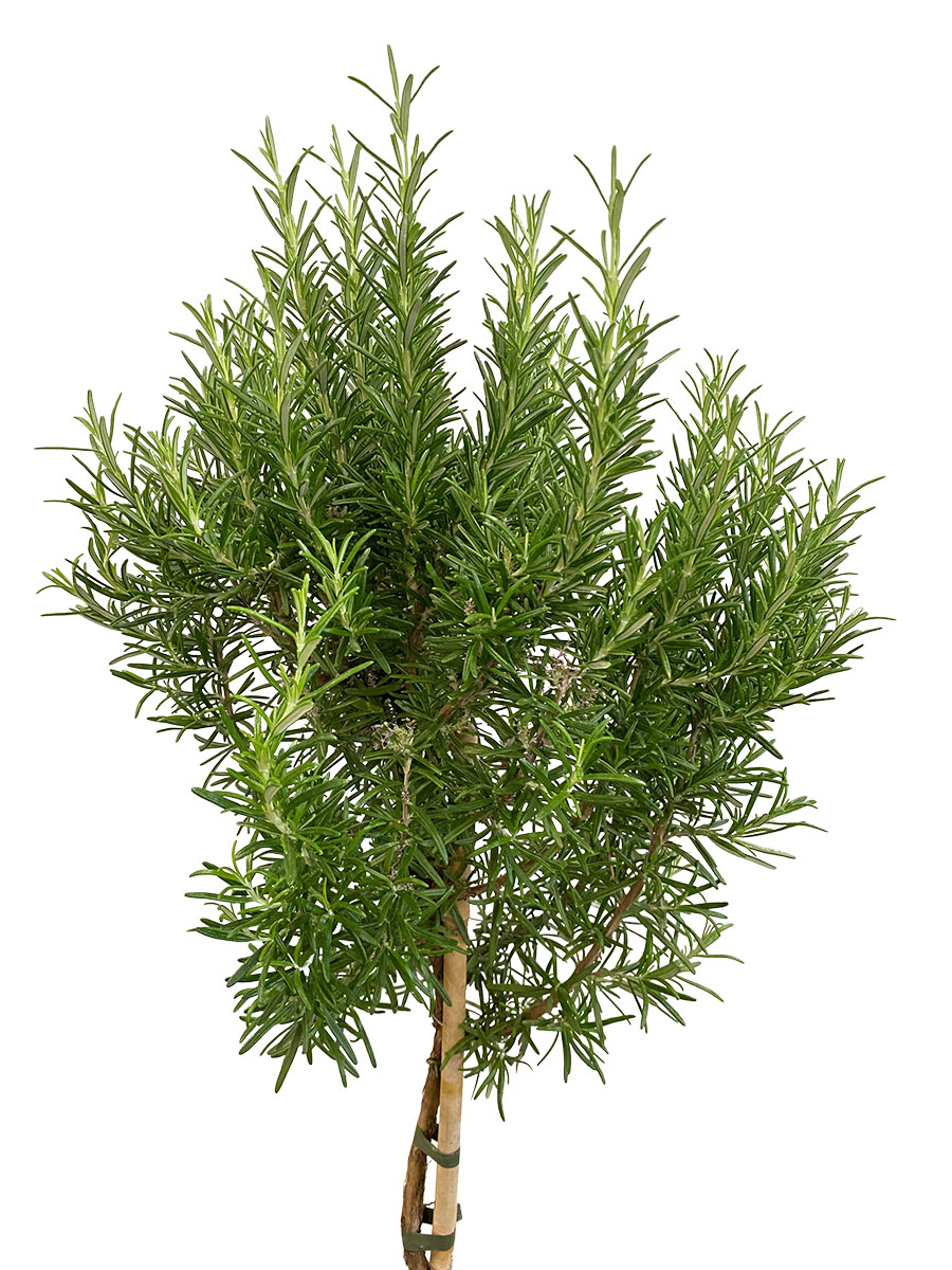 Rosmarinus Officinalis Stamm