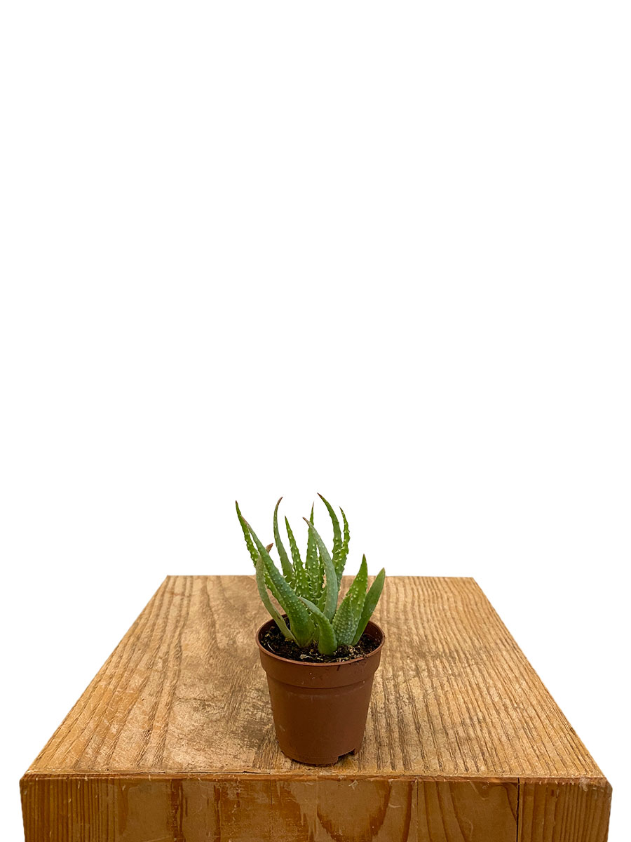 Baby Aloe Vera Humilis