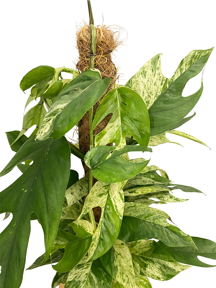 Epipremnum Marble Variegata Moosstab