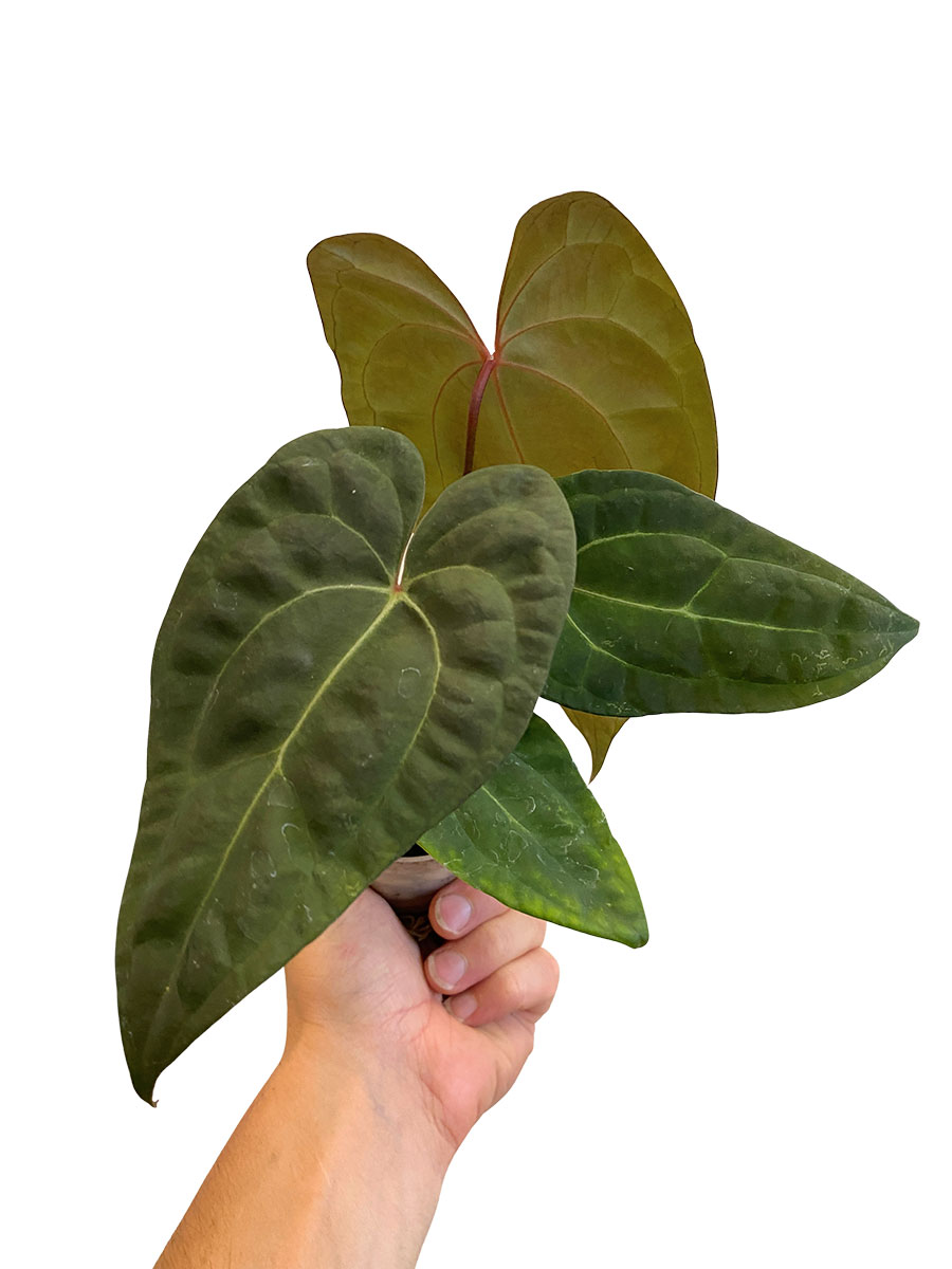 Baby Anthurium Ace of Spades x Papillilaminum
