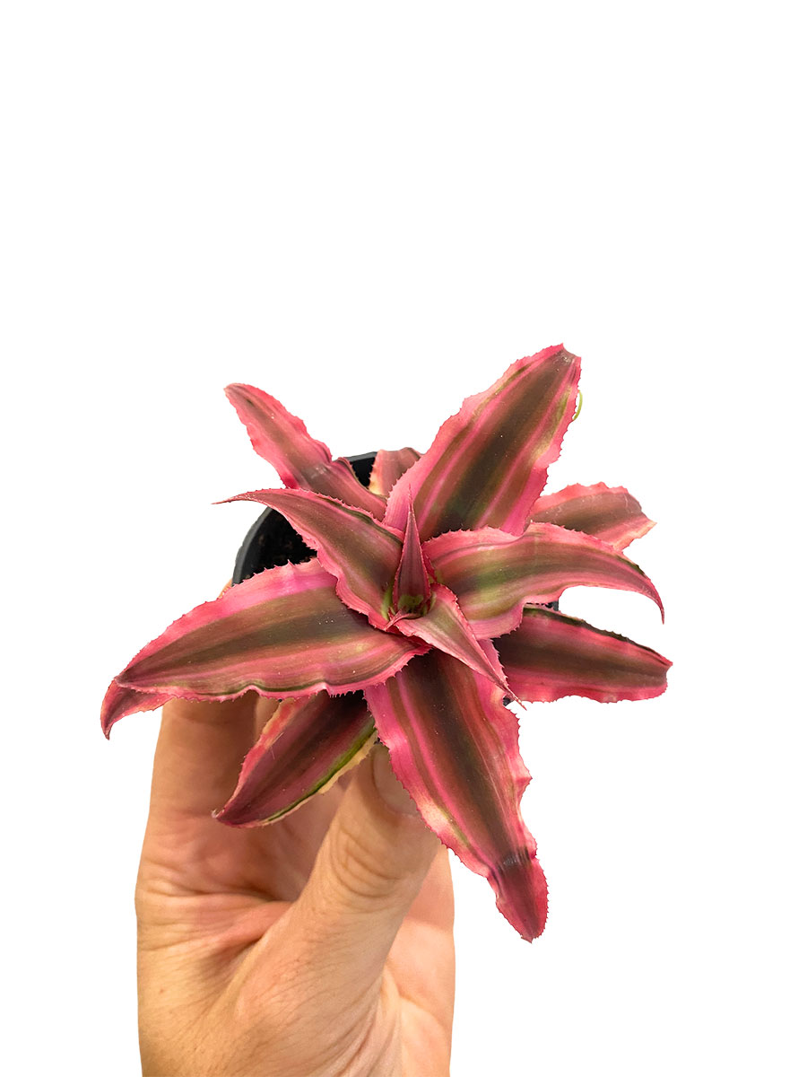 Baby Cryptanthus Rosa Star