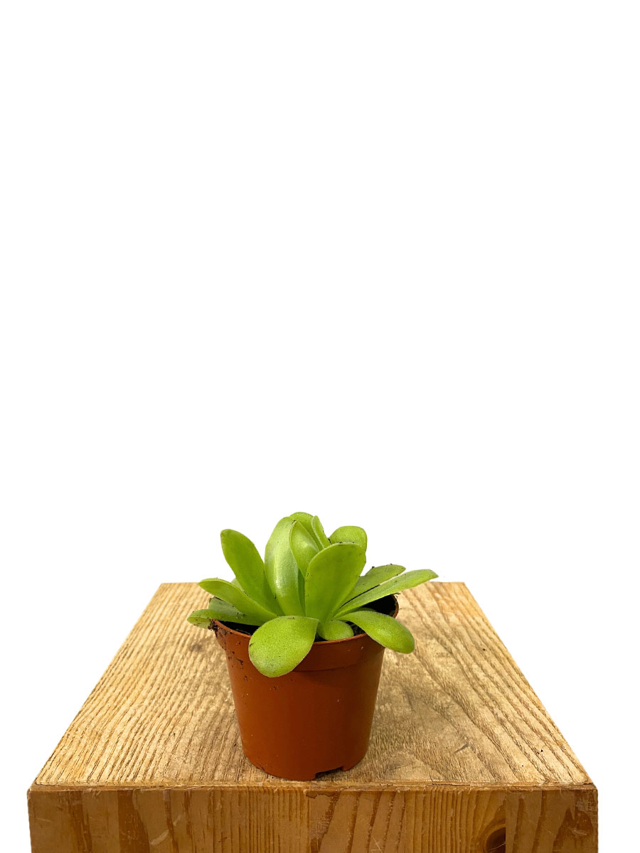 Fettkraut Pinguicula Fleischfressende Pflanze