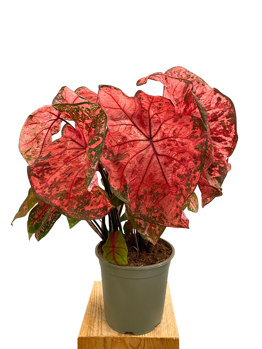 Caladium Lava Glow XL