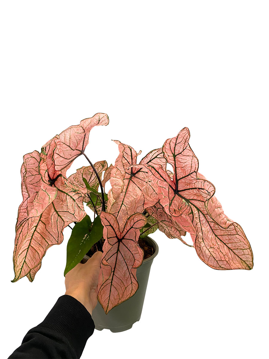 Caladium Spring Fling XL