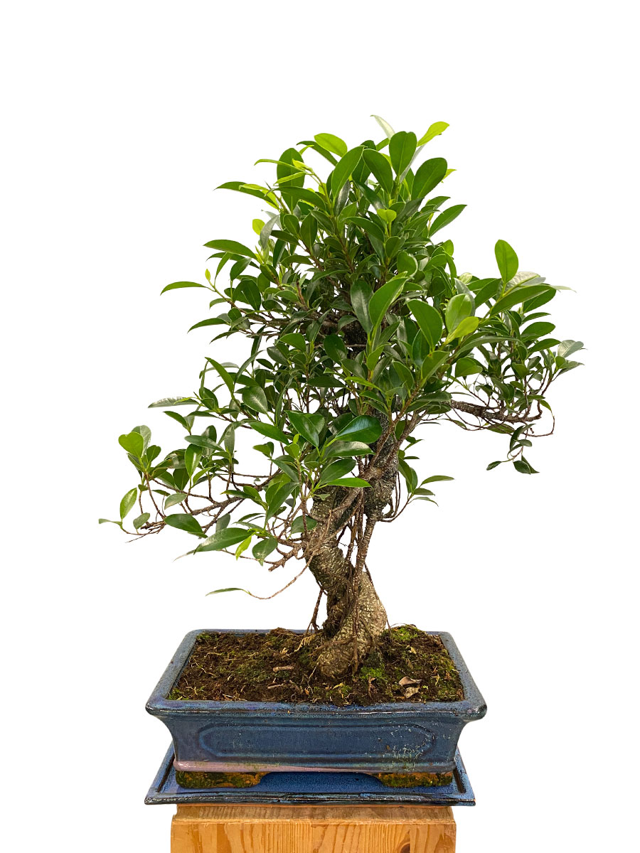 Bonsai Ficus Retusa - Ø30 cm