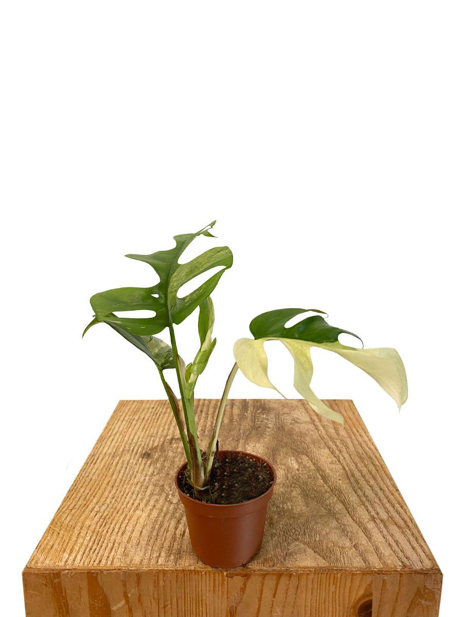 Baby Monstera Minima Variegata