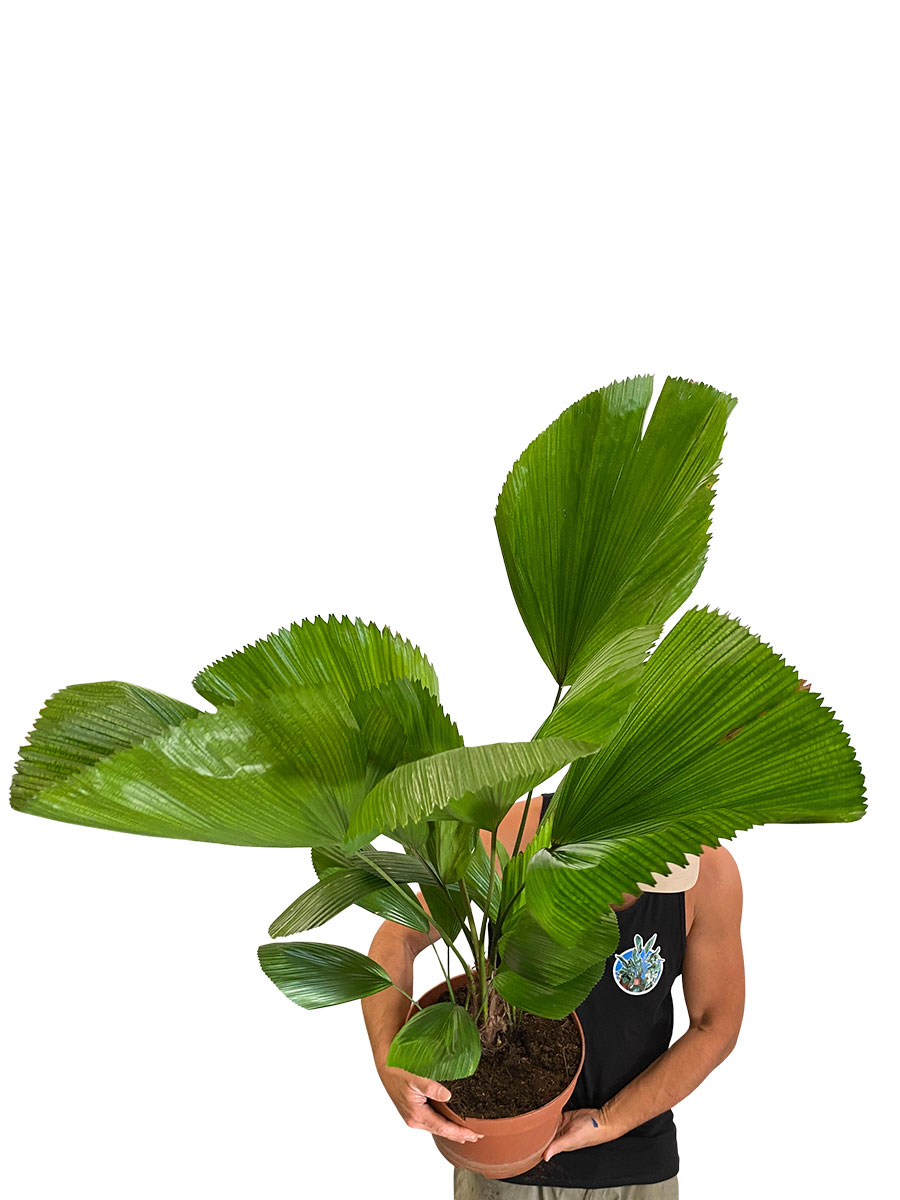 Fächerpalme Licuala Grandis