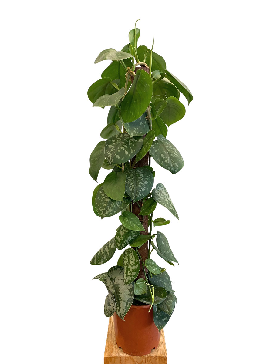 Scindapsus Pictus Trebie Moosstab