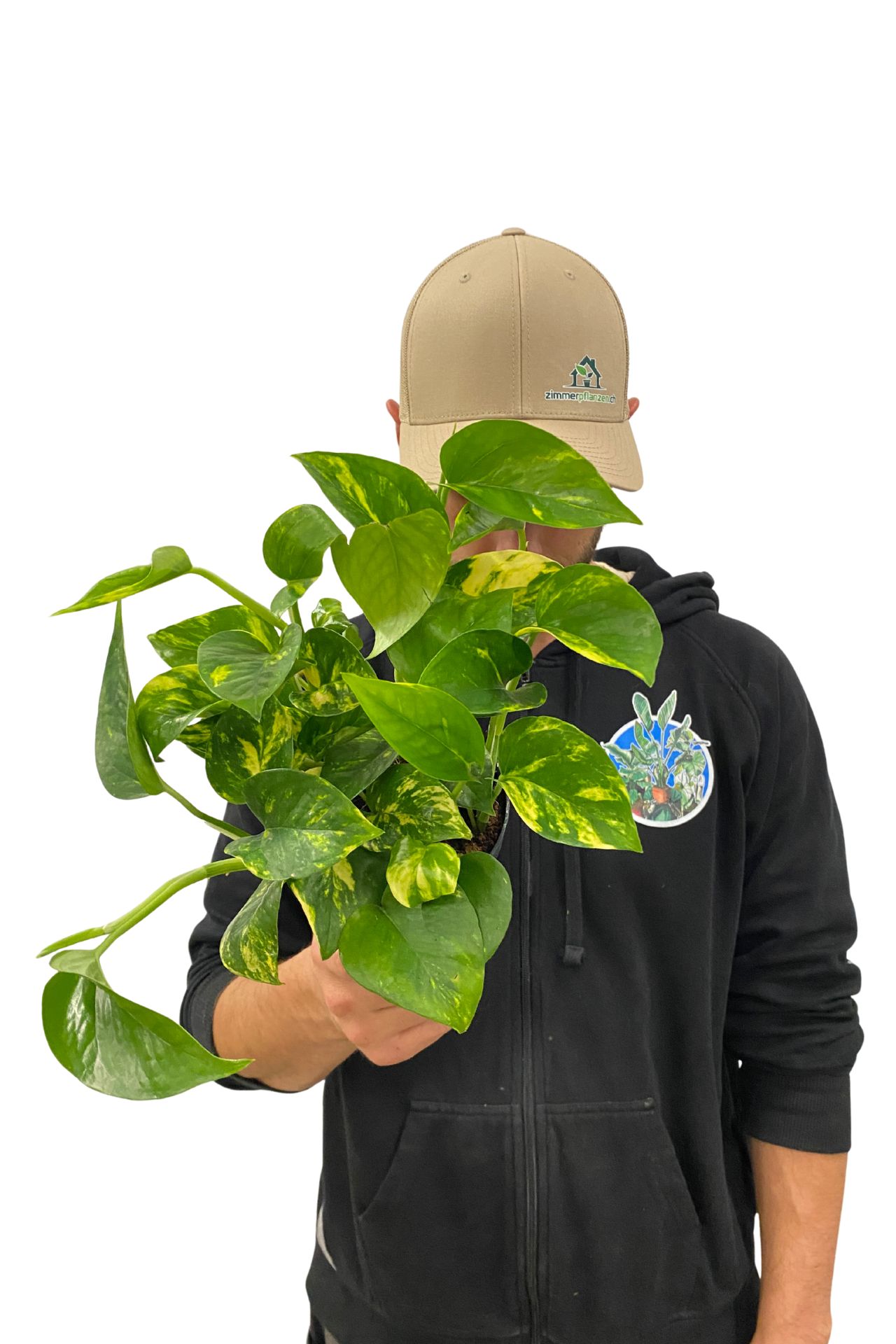 Goldene Efeutute Epipremnum Aureum Goldene Efeutute Epipremnum Aureum