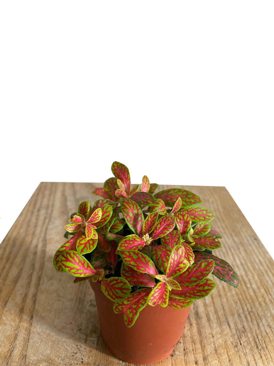 Fittonia Mosaic Skeleton