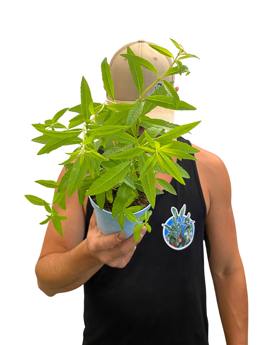 Bio Zitronenverbene Aloysia Citrodora