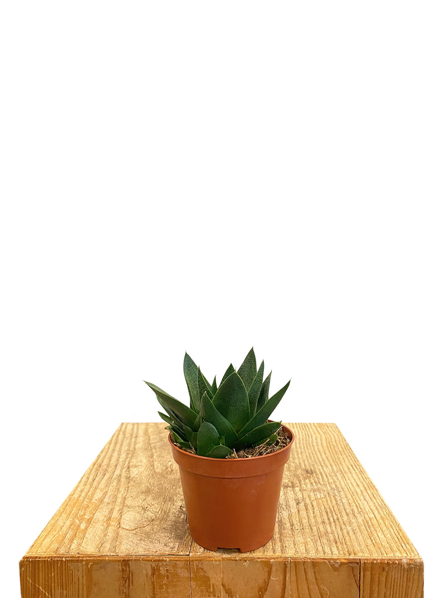 Baby Gasteria Flow
