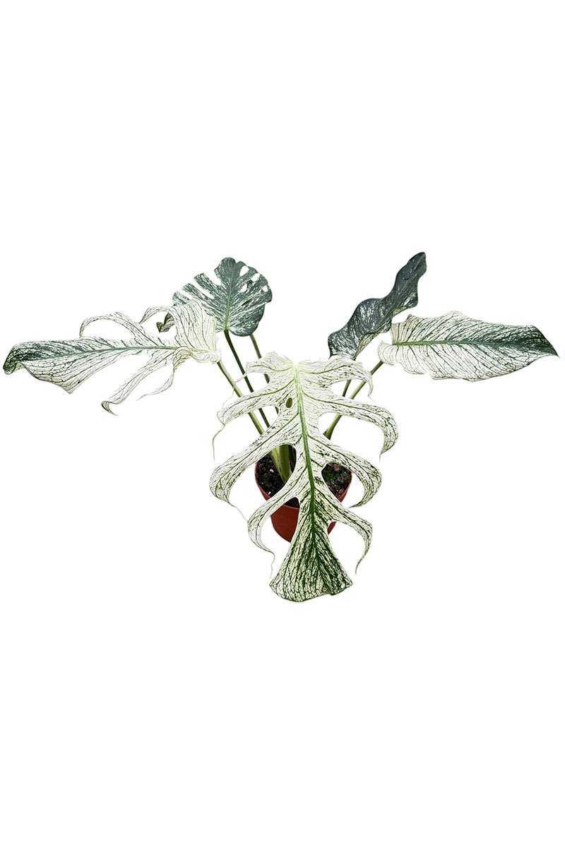 Monstera Devil Monster