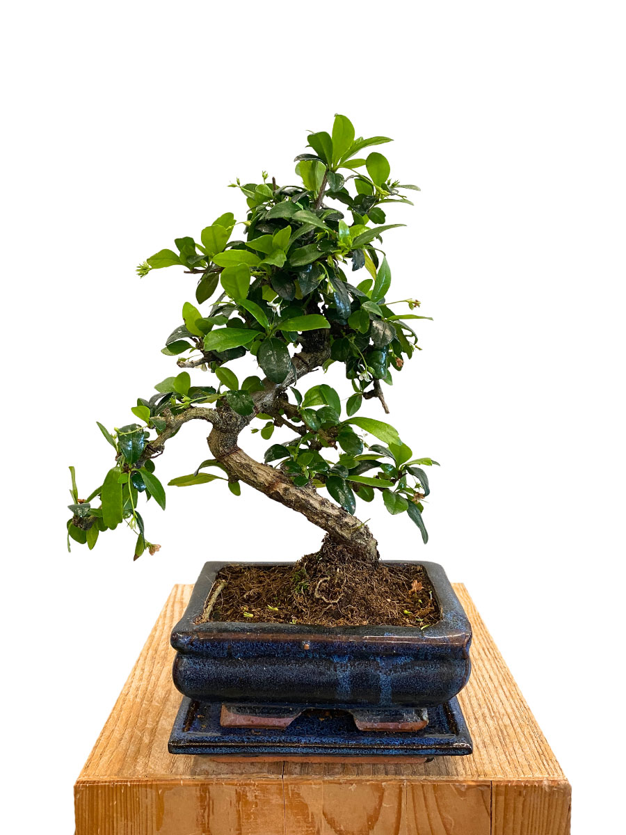 Bonsai Carmona Microphylla - Ø15cm