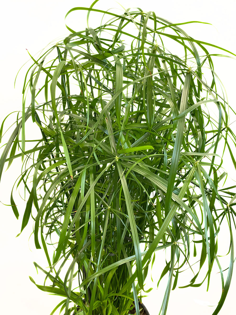 Zypergras Cyperus Alternifolius