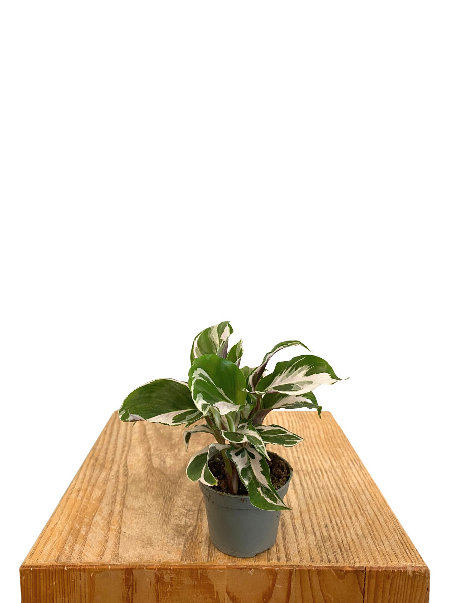 Baby Calathea White Fusion