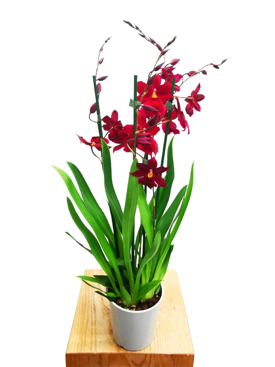 Nelly Isler Orchidee Burrageara