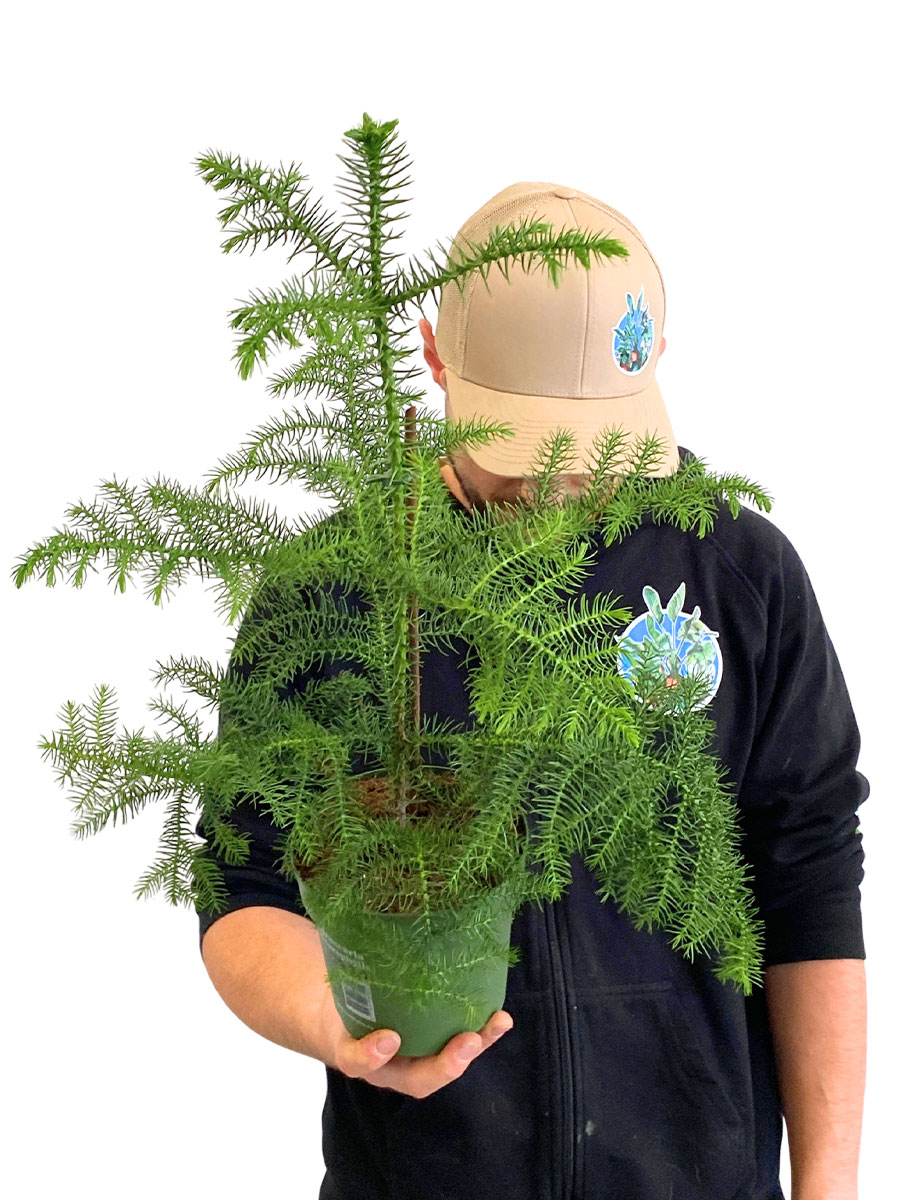 Zimmertanne Araucaria Heterophylla