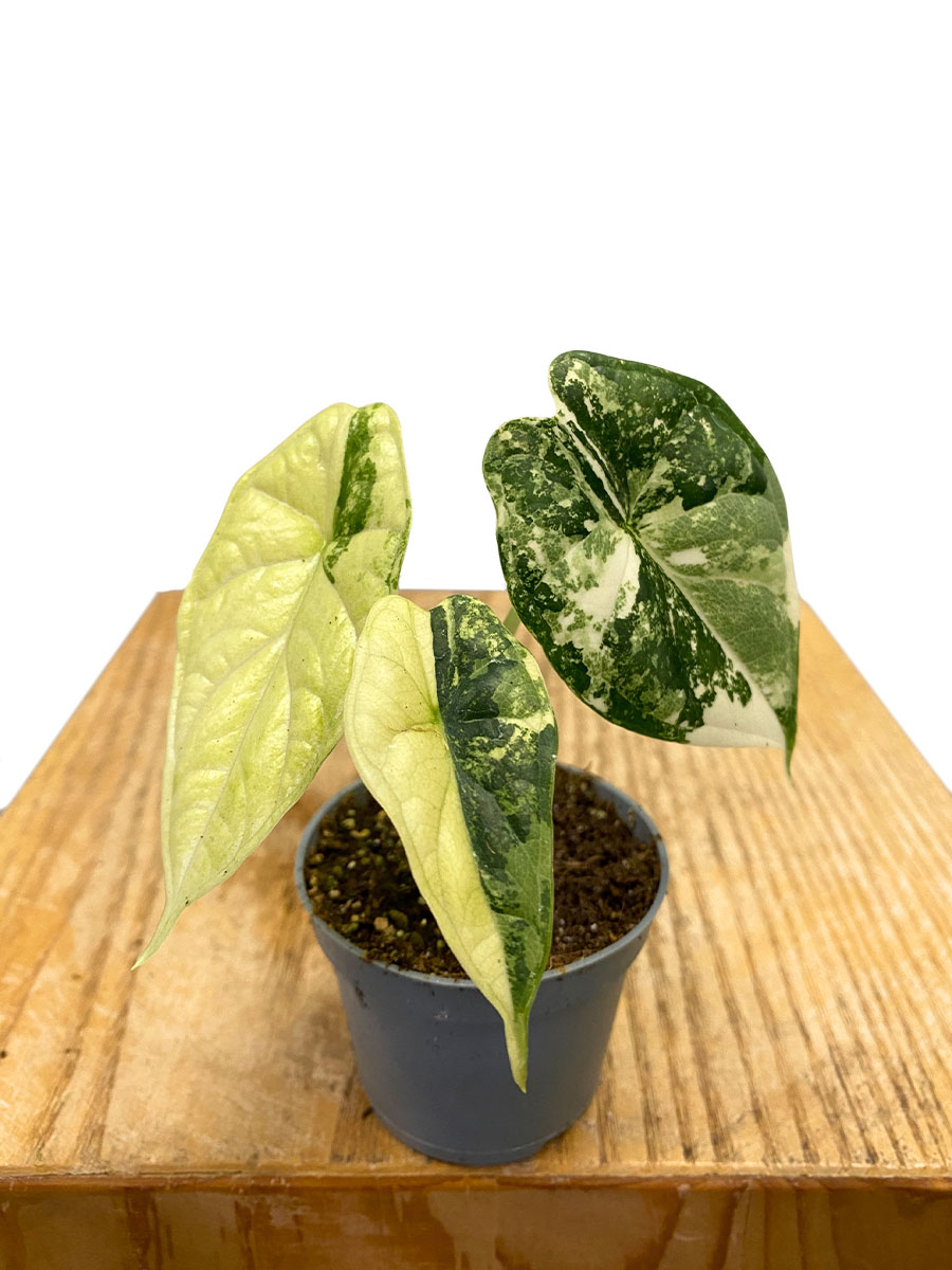 Alocasia Dragon Scale Variegata