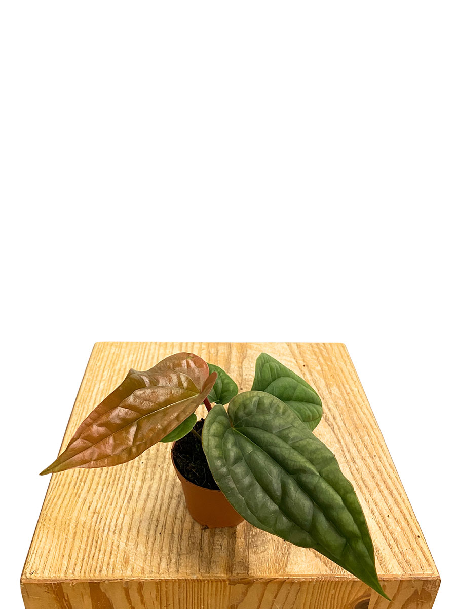 Baby Anthurium Luxurians x Radicans Baby Anthurium Luxurians x Radicans