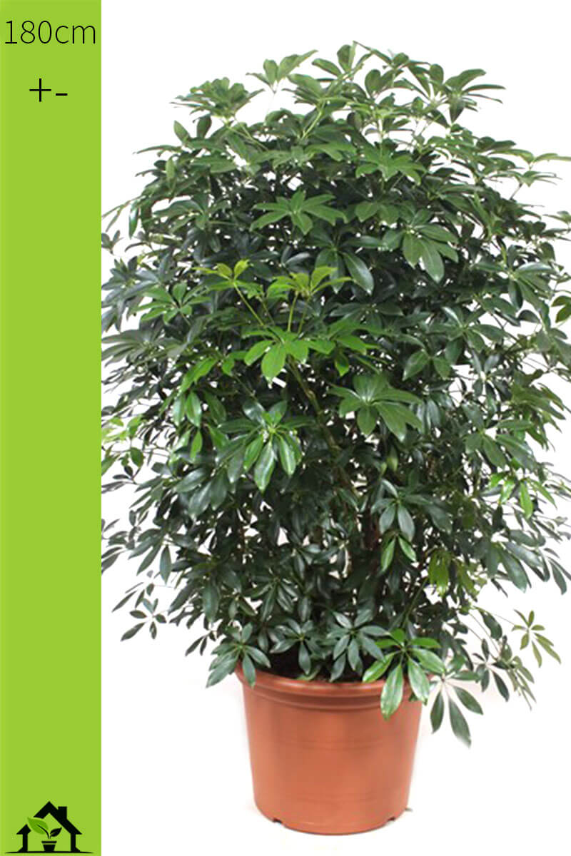 Schefflera arboricola Compacta verzweigt 180cm