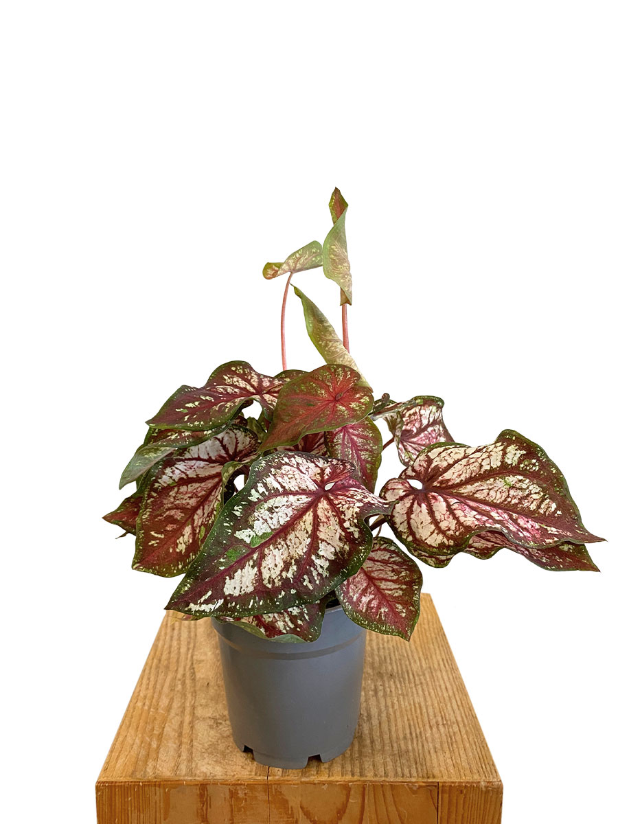 Caladium Bicolor