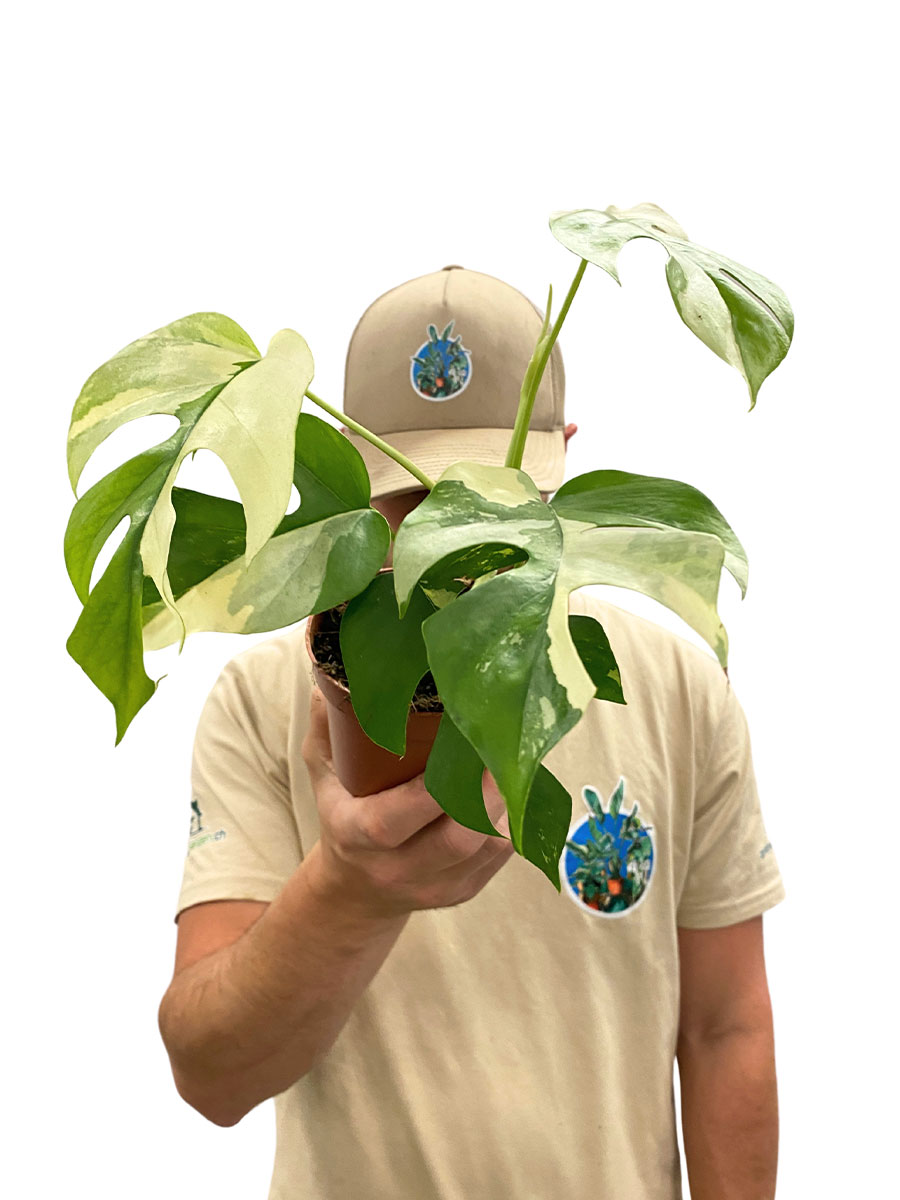 Monstera Minima Variegata