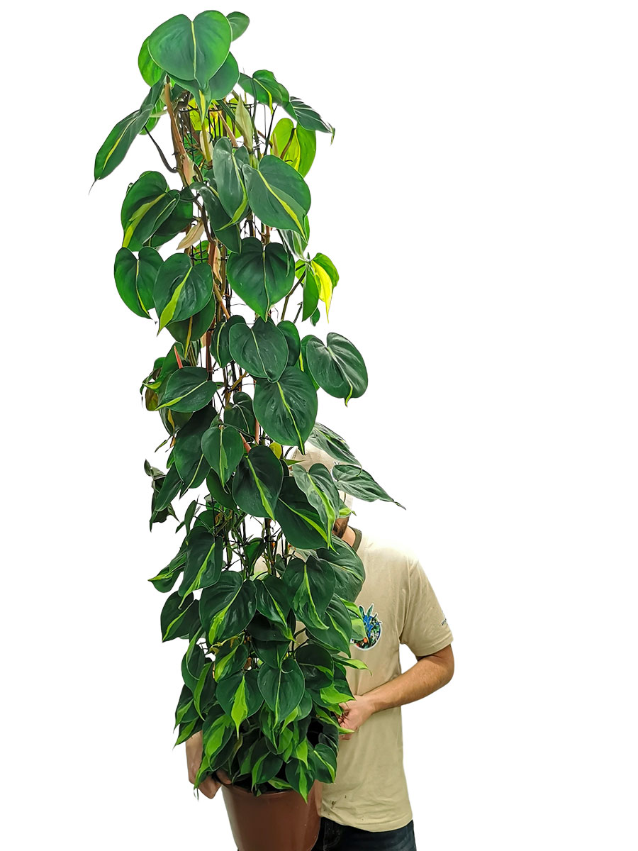 Philodendron Brasil 160cm