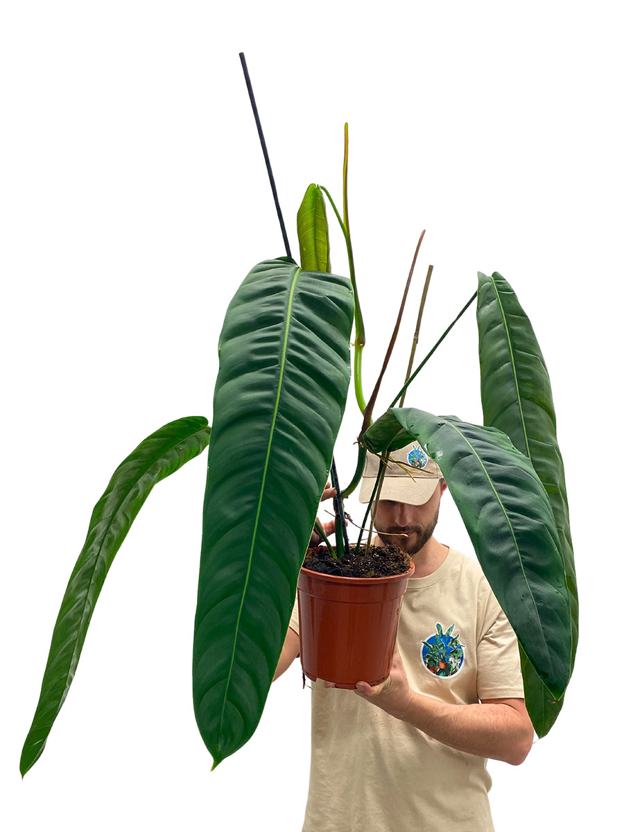 Philodendron Patriciae 80cm