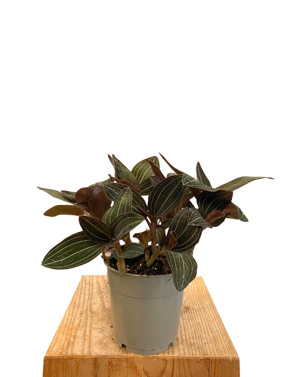 Juwelorchidee Ludisia Discolor - Ø12 cm
