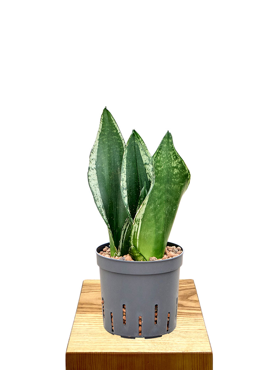 Hydro - Bogenhanf Sansevieria Silver Flame
