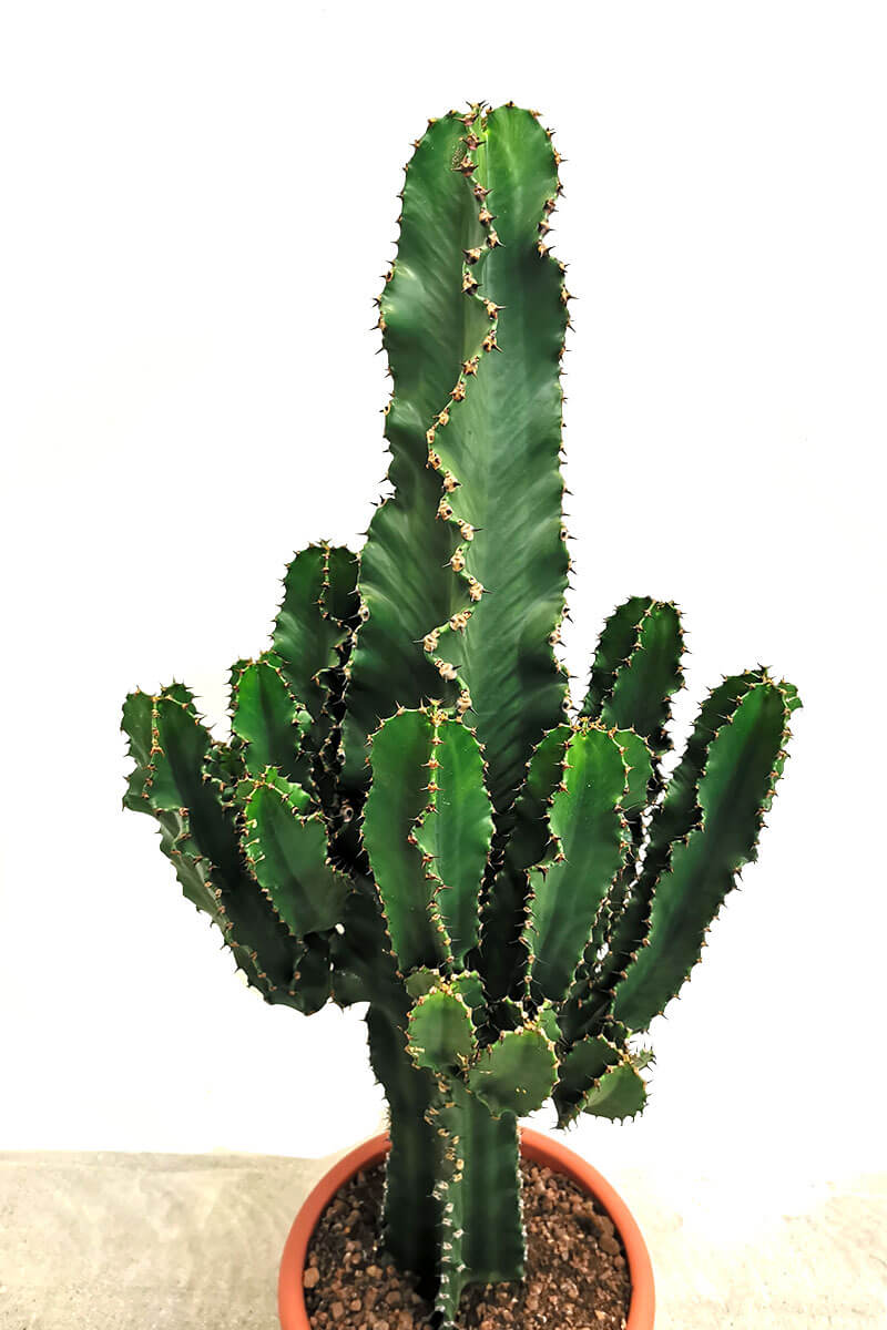 Euphorbia Erytrea Canarias