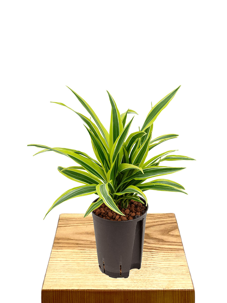 Hydro - Dracaena fragrans Lemon Lime