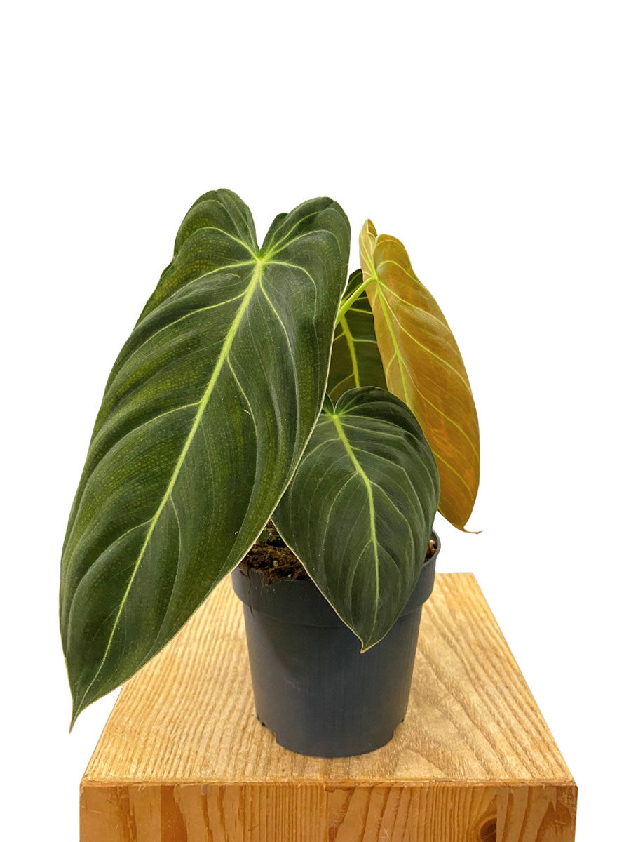 Philodendron Melanochrysum - Klein