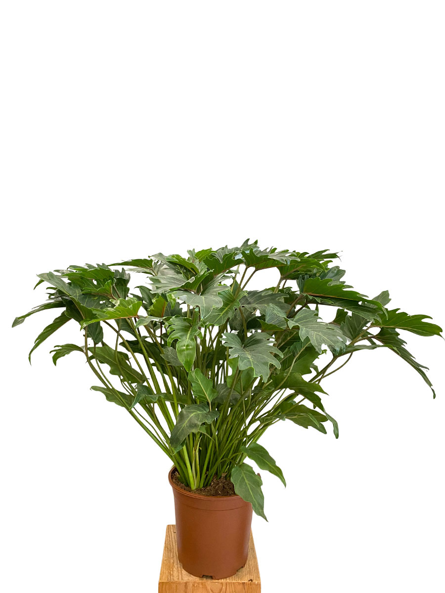 Philodendron Xanadu